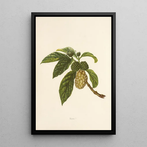 Noni - Isabella McHutcheson Sinclair — framed artwork on a wall