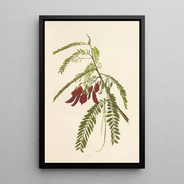 Ohai - Isabella McHutcheson Sinclair — framed artwork on a wall