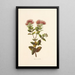 OhiaLehua - Isabella McHutcheson Sinclair — framed artwork on a wall