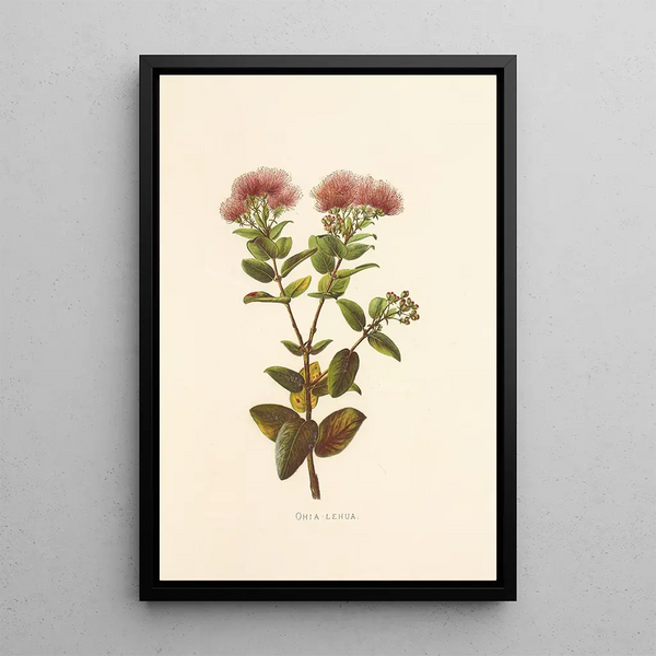 OhiaLehua - Isabella McHutcheson Sinclair — framed artwork on a wall
