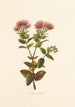 OhiaLehua - Isabella McHutcheson Sinclair — artwork view