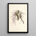 Papala - Isabella McHutcheson Sinclair — framed artwork on a wall