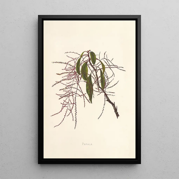 Papala - Isabella McHutcheson Sinclair — framed artwork on a wall
