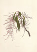 Papala - Isabella McHutcheson Sinclair — artwork view
