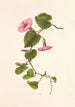 Pilikai - Isabella McHutcheson Sinclair — artwork view