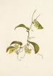 Pioi - Isabella McHutcheson Sinclair — artwork view