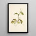 Pioi - Isabella McHutcheson Sinclair — framed artwork on a wall