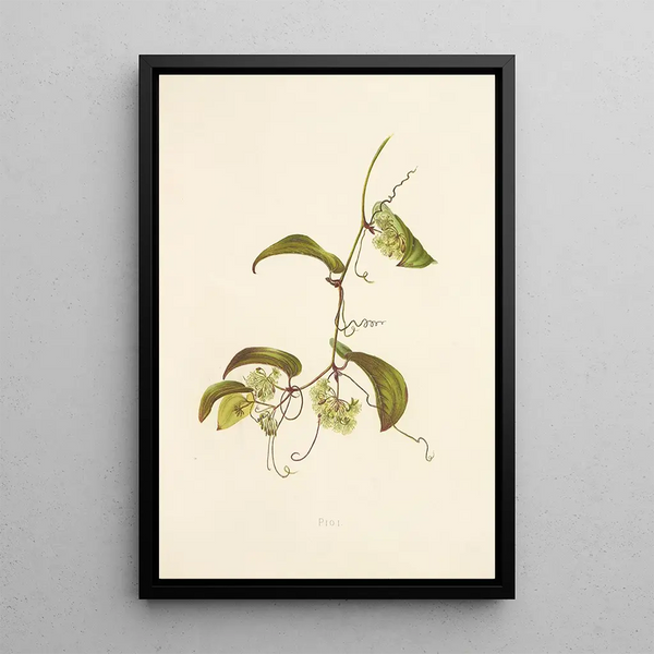 Pioi - Isabella McHutcheson Sinclair — framed artwork on a wall