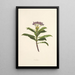 Poahanui - Isabella McHutcheson Sinclair — framed artwork on a wall