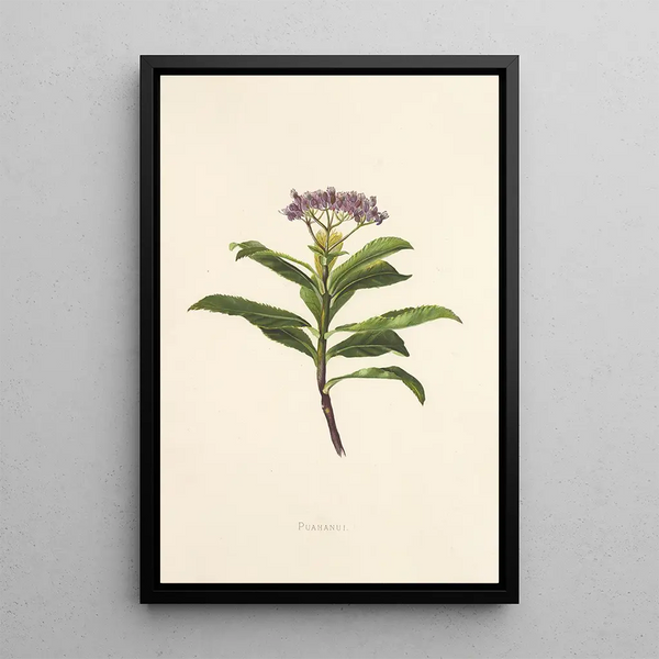 Poahanui - Isabella McHutcheson Sinclair — framed artwork on a wall