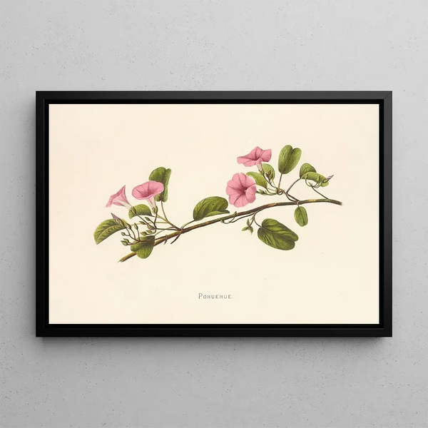 Pohuehue Painting - Isabella McHutcheson Sinclair — framed artwork on a wall