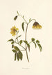 Poolanui - Isabella McHutcheson Sinclair — artwork view