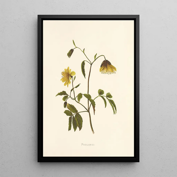 Poolanui - Isabella McHutcheson Sinclair — framed artwork on a wall