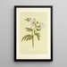 Puakala - Isabella McHutcheson Sinclair — framed artwork on a wall