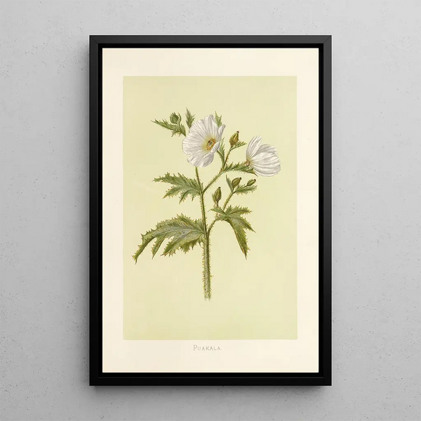 Puakala - Isabella McHutcheson Sinclair — framed artwork on a wall
