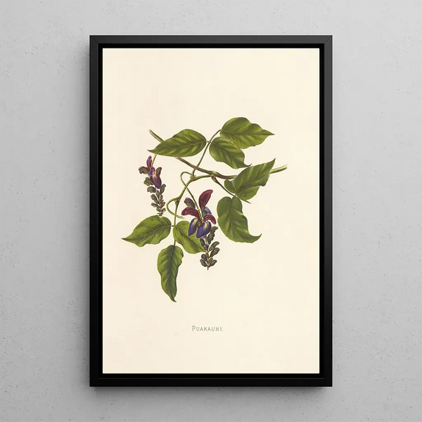 Puakauhi - Isabella McHutcheson Sinclair — framed artwork on a wall