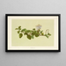 Puapilo - Isabella McHutcheson Sinclair — framed artwork on a wall