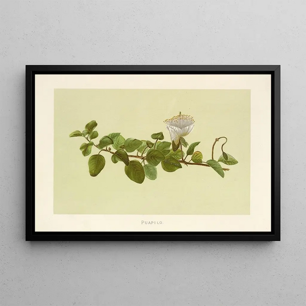 Puapilo - Isabella McHutcheson Sinclair — framed artwork on a wall