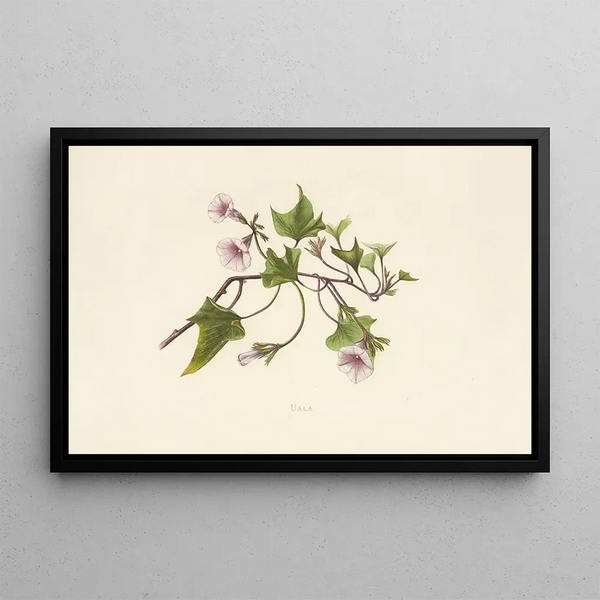 Uala - Isabella McHutcheson Sinclair — framed artwork on a wall