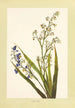 Ukiuki Painting - Isabella McHutcheson Sinclair — artwork view
