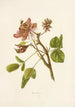 Wiliwili - Isabella McHutcheson Sinclair — artwork view