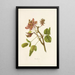 Wiliwili - Isabella McHutcheson Sinclair — framed artwork on a wall