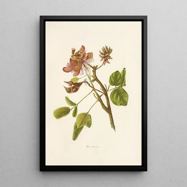 Wiliwili - Isabella McHutcheson Sinclair — framed artwork on a wall