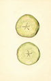 Malus domestica - John F. Brewer — artwork view