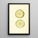 Malus domestica - John F. Brewer — framed artwork on a wall