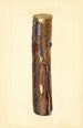 Pyrus communis Kieffer - John F. Brewer — artwork view