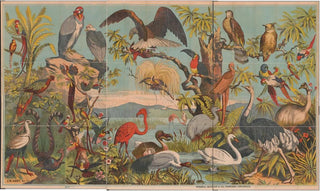 JW Hart - Birds of paradise.webp