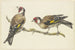 Two goldfinches painting - J H van Loon — artwork view