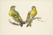 Deux linottes - J H van Loon — artwork view