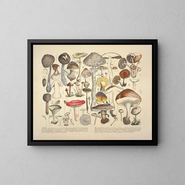 Faithful representations and descriptions of edible, harmful, and suspicious mushrooms Pl01 - J V Krombholz — framed artwork on a wall
