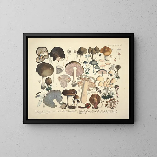 Faithful representations and descriptions of edible, harmful, and suspicious mushrooms Pl02 - J V Krombholz — framed artwork on a wall