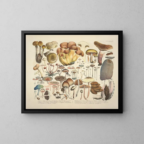 Faithful representations and descriptions of edible, harmful, and suspicious mushrooms Pl03 - J V Krombholz — framed artwork on a wall