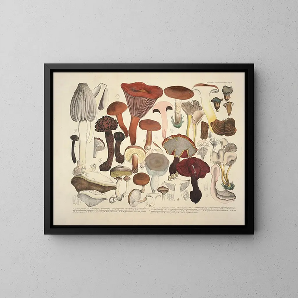 Faithful representations and descriptions of edible, harmful, and suspicious mushrooms Pl04 - J V Krombholz — framed artwork on a wall