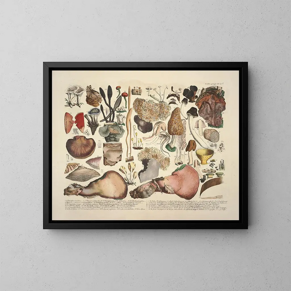 Faithful representations and descriptions of edible, harmful, and suspicious mushrooms Pl05 - J V Krombholz — framed artwork on a wall