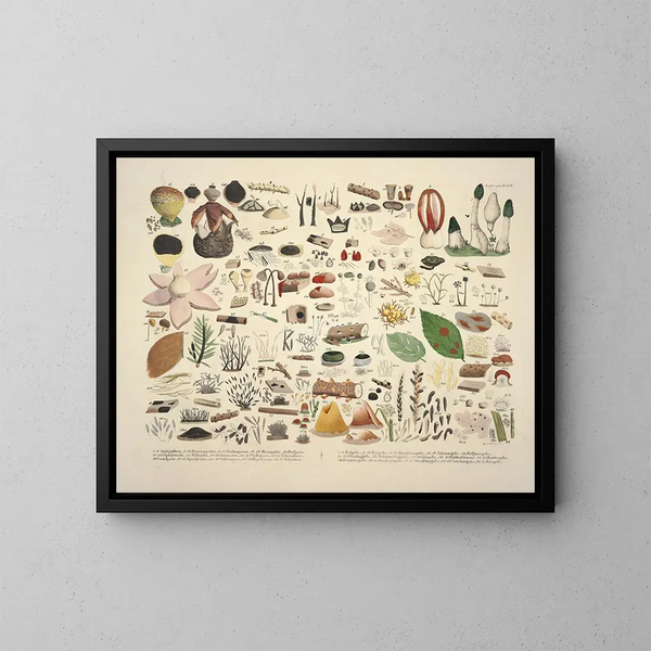Faithful representations and descriptions of edible, harmful, and suspicious mushrooms Pl06 - J V Krombholz — framed artwork on a wall