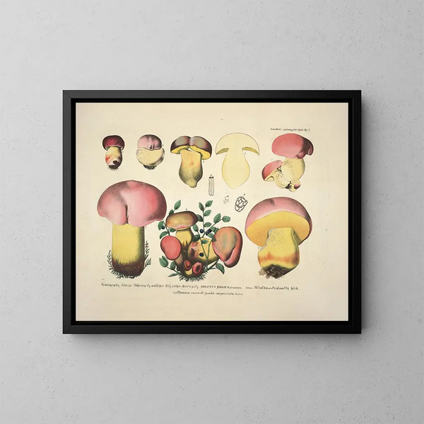 Faithful representations and descriptions of edible, harmful, and suspicious mushrooms Pl07 - J V Krombholz — framed artwork on a wall