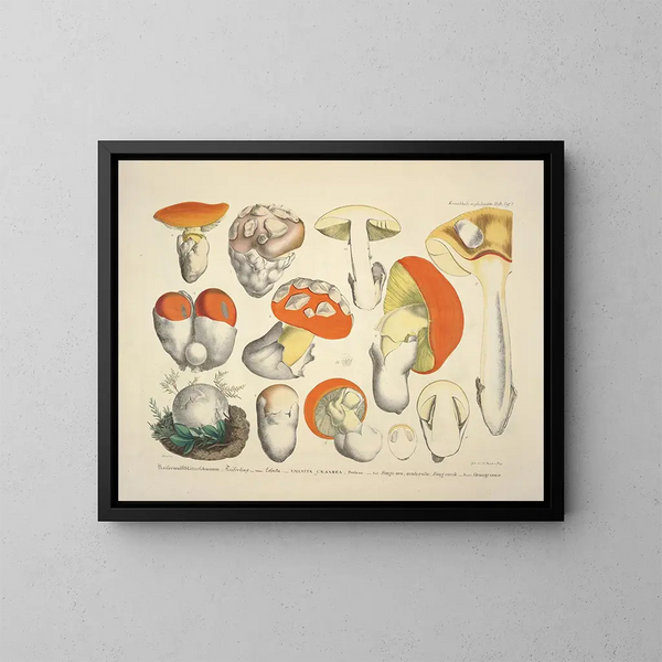Faithful representations and descriptions of edible, harmful, and suspicious mushrooms Pl08 - J V Krombholz — framed artwork on a wall