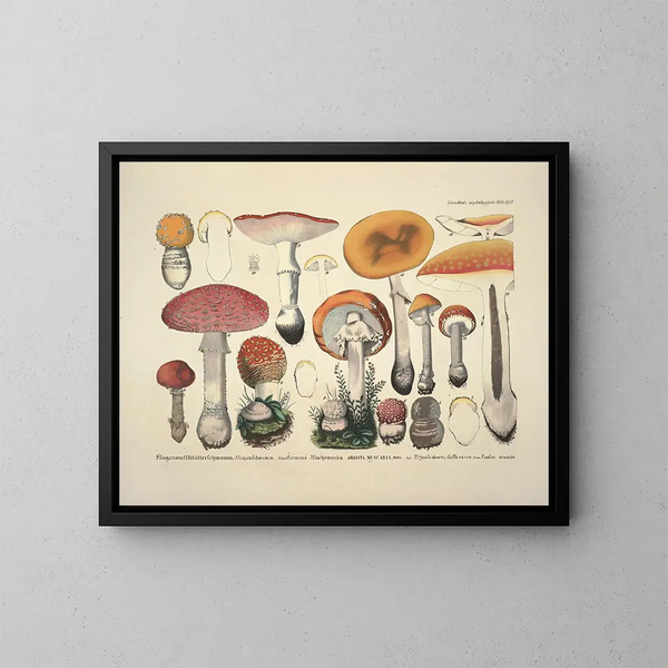 Faithful representations and descriptions of edible, harmful, and suspicious mushrooms Pl09 - J V Krombholz — framed artwork on a wall