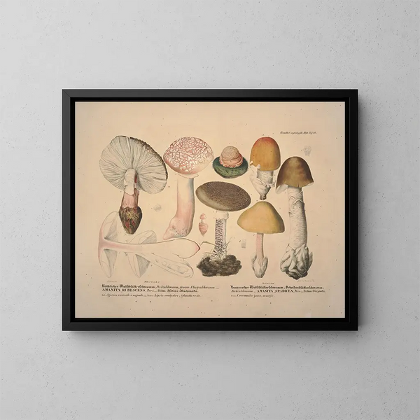 Faithful representations and descriptions of edible, harmful, and suspicious mushrooms Pl10 - J V Krombholz — framed artwork on a wall