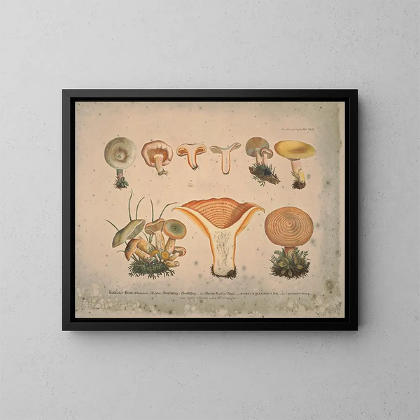 Faithful representations and descriptions of edible, harmful, and suspicious mushrooms Pl11 - J V Krombholz — framed artwork on a wall