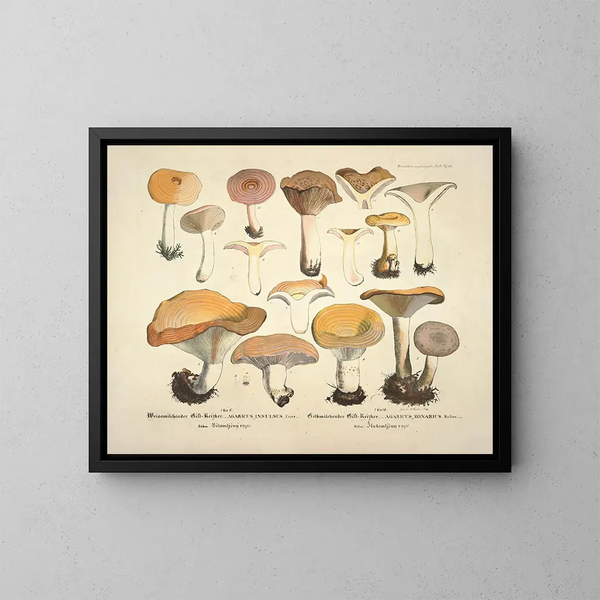 Faithful representations and descriptions of edible, harmful, and suspicious mushrooms Pl12 - J V Krombholz — framed artwork on a wall