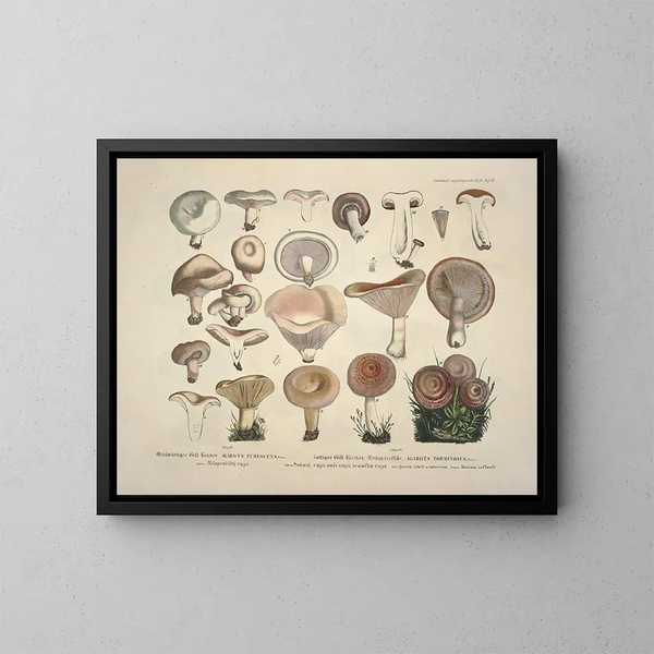 Faithful representations and descriptions of edible, harmful, and suspicious mushrooms Pl13 - J V Krombholz — framed artwork on a wall