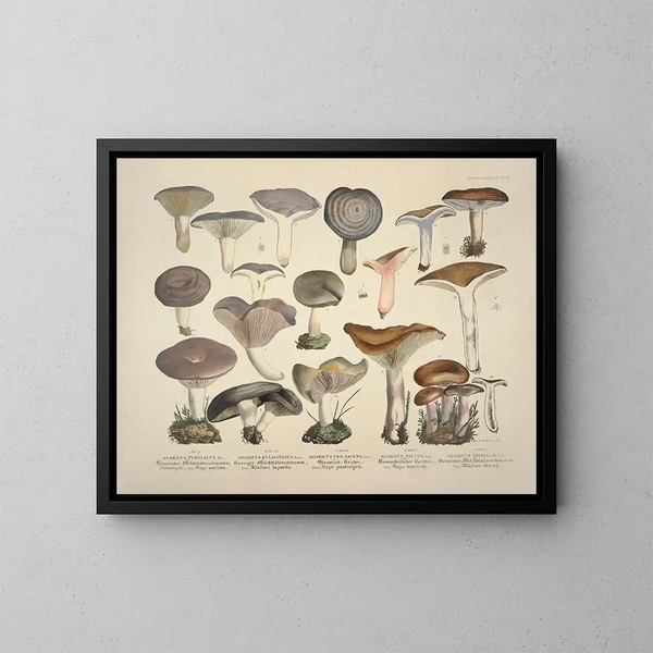 Faithful representations and descriptions of edible, harmful, and suspicious mushrooms Pl14 - J V Krombholz — framed artwork on a wall