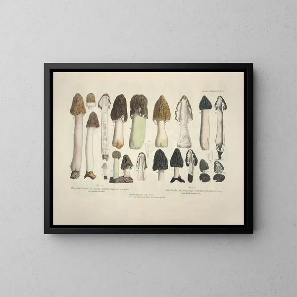 Faithful representations and descriptions of edible, harmful, and suspicious mushrooms Pl15 - J V Krombholz — framed artwork on a wall
