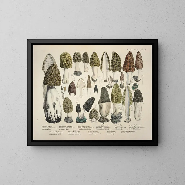 Faithful representations and descriptions of edible, harmful, and suspicious mushrooms Pl16 - J V Krombholz — framed artwork on a wall