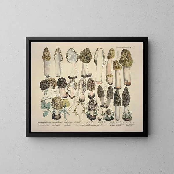 Faithful representations and descriptions of edible, harmful, and suspicious mushrooms Pl17 - J V Krombholz — framed artwork on a wall